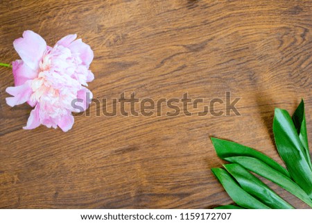 Peony and green leaves on wooden background, flatly.