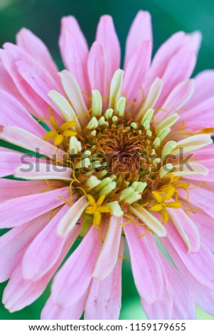Beautiful Flower Closeup