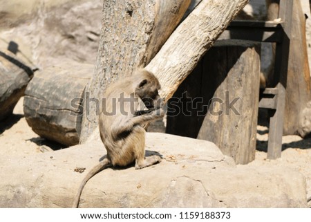 Monkey hamadryas baboons