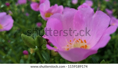 flower isolated on pink