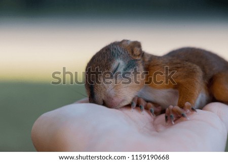 Little squirrel sitting on the human hand