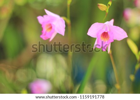 Close up wild orchid Arundina graminifolia (D. Don) Hochr., pink flower with nature blurry background
