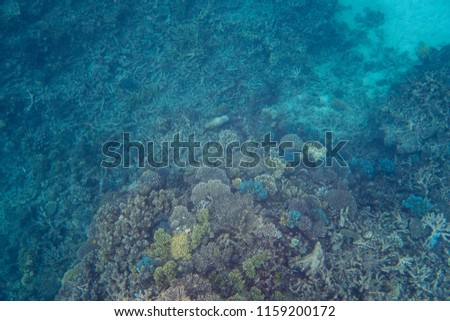 Reef and fish in the Great Barrier Reef, Australia 
