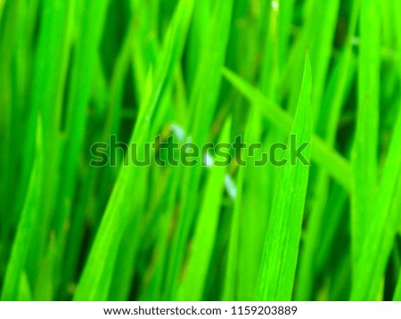 A close up shot of a Paddy leaf in a farming land in a sunny day