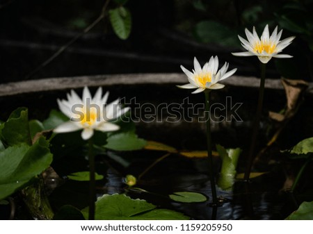 Close up picture of white lotus flower