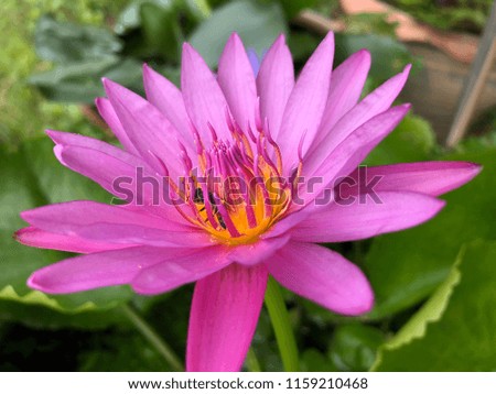 water lily pink color.closeup picture