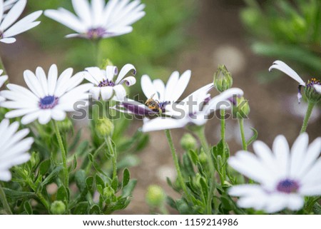 a bee on Osteospermum wild flower