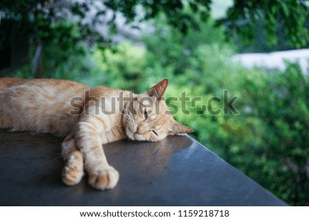 sleeping orange brown cat in garden