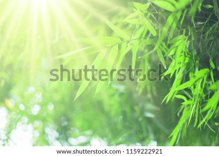 sunlight and bamboo leaves 