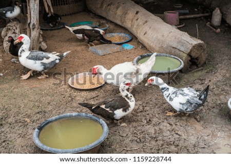 Duck farming in rural Thailand