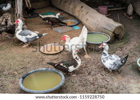 Duck farming in rural Thailand