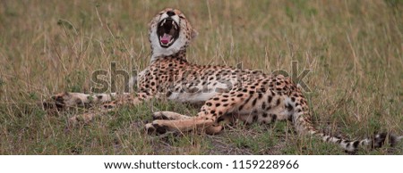 yawn of the cheetah
