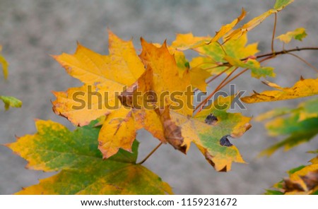 group of bright yellow maple leaves against the background of a tree