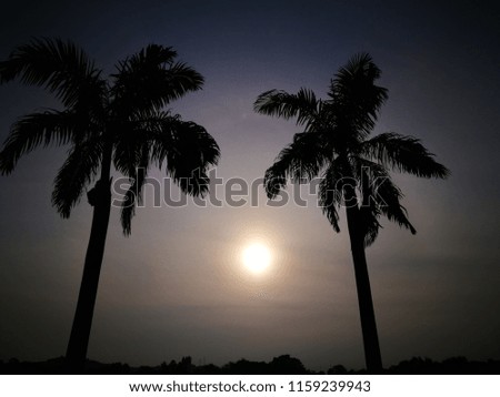 Two silhouetted palm trees
