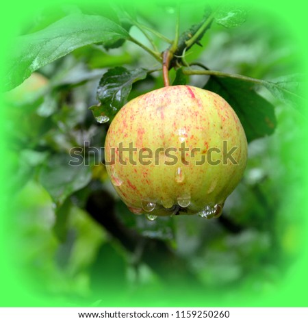 Fruit madness. Small apples in an apple tree in orchard, in early summer
