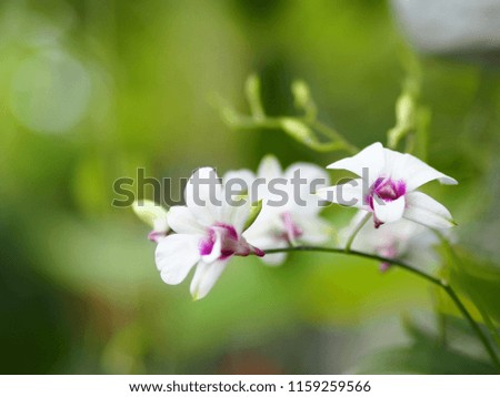 Closeup fresh orchid flower in natural white and purple color with the plant background,Beautiful flower in nature with light