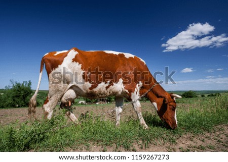 red Cow on a summer pasture