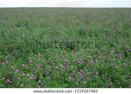 A large field with clover. (Trifólium)