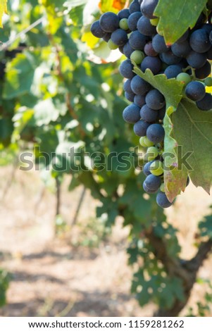 Close Up of Grapes in Countryside in Italy in Late Summer, before the Havest