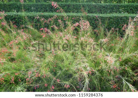 Flowers and grasses