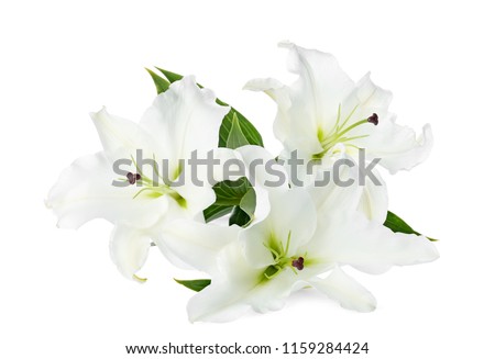 Beautiful lilies on white background. Funeral flowers Royalty-Free Stock Photo #1159284424