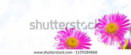 Colorful aster flowers on a background of the autumn landscape