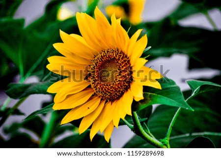 yellow flowers that bloom beautifully