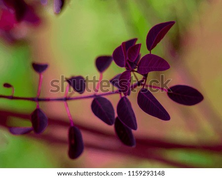 purple leaves that look beautiful