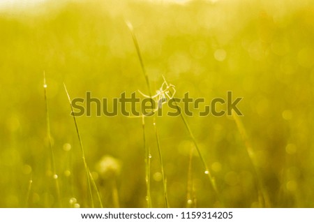 the grass began to turn yellow it looked very beautiful