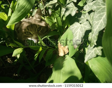 Tom cat hidden in the garden