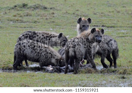 Hyenas eating a zebra carcass