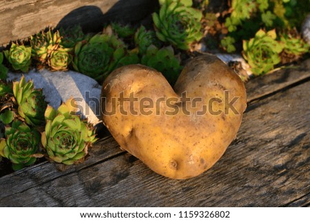 Heart-shaped potato on a wooden board next to white stone and Sempervivum