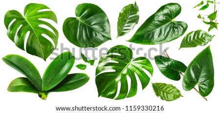 Tropical jungle monstera, orchid and flamingo green leaves collection isolated on white background. Flower arrangement. Floral design. Top view, flat lay Royalty-Free Stock Photo #1159330216