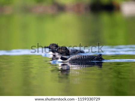 Common loons swimming on a lake in north Quebec Canada.