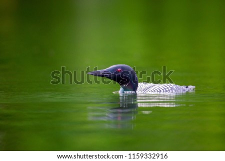 Common loon swimming on a lake in north Quebec Canada.