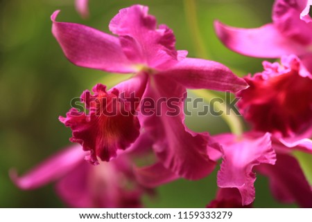 Orchid flower in orchid garden at winter or spring day for postcard beauty and agriculture idea concept design. Cattleya orchid or warscewiczii orchid.