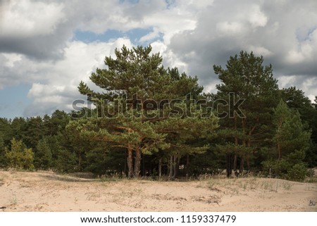 A group of pines in the sand dunes in the middle of the day