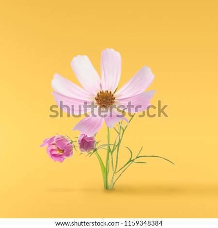 Beautiful pastel pink flowers at yellow background, creative floral layout, high resolution image