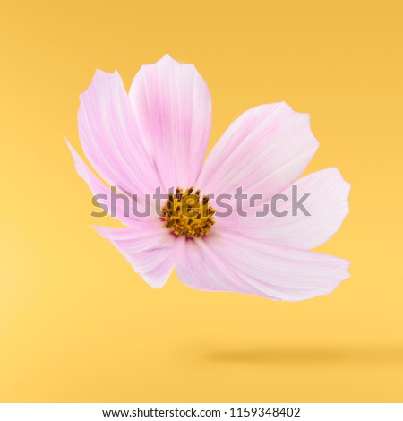 Beautiful flying pastel pink flowers at yellow background, creative floral layout, high resolution image