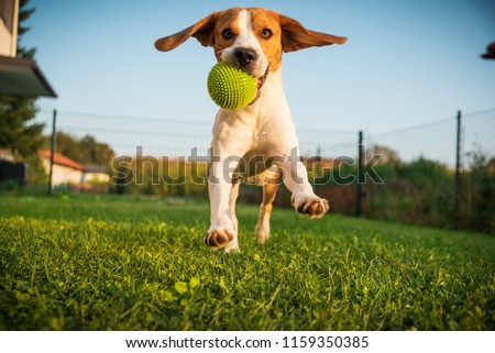 Dog beagle purebred running with a green ball on grass outdoors towards camera summer sunny day on green grass Royalty-Free Stock Photo #1159350385