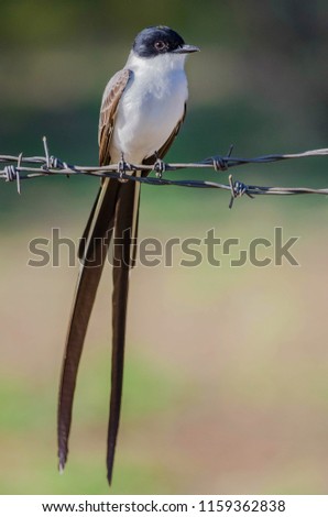 Fork-tailed Flycatcher portrait