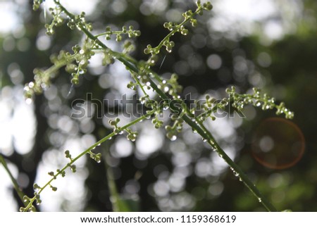Macro photograph of a green leaf covered by rain droplets. Natural backgrounds