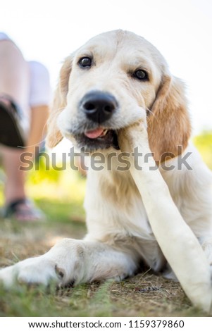 Golden Retriever Chewing on Bone