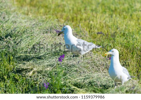 Steppe Caspian Gull, Larus cachinnans on field