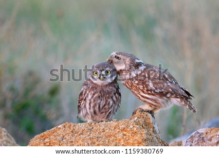 The little owl (Athene noctua) with his chick standing on a stone