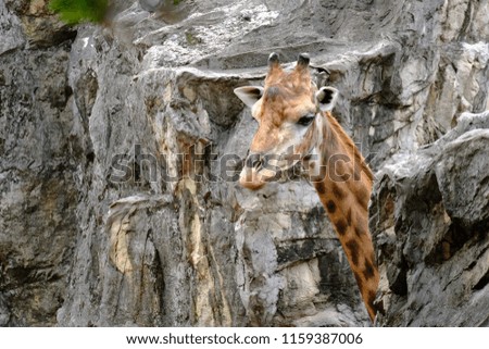 Close up portrait of a giraffe, stone background.
