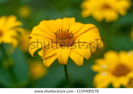 yellow daisy, flower close-up
