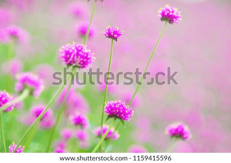 Small beautiful purple flower in green garden