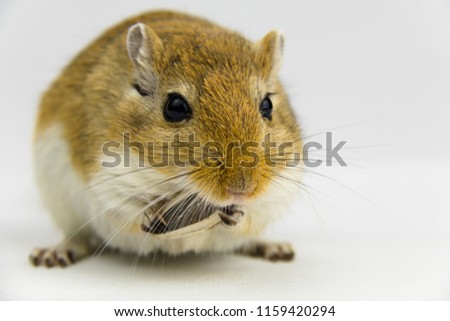 a brown and white gerbil eating a pipe on white background