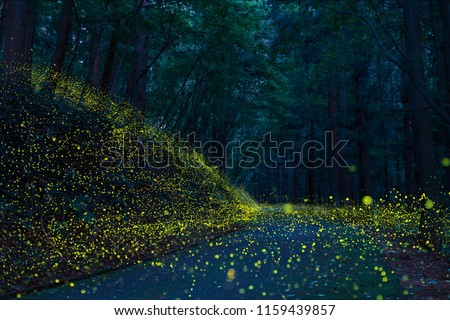 Many fireflies flying in the forest.(It's like a light falls)
 Royalty-Free Stock Photo #1159439857